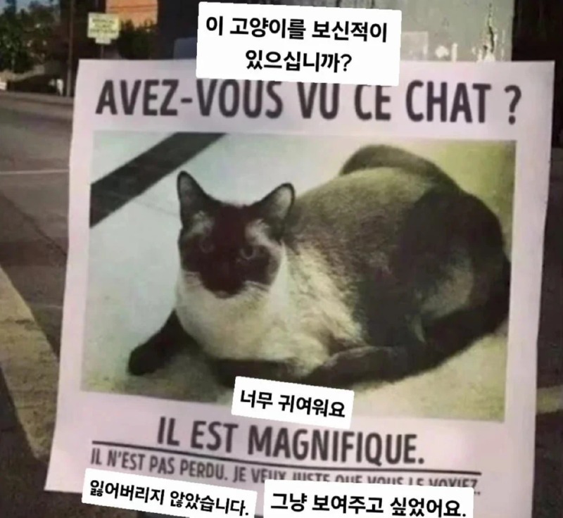 이 고양이를 보신적 있으십니까
