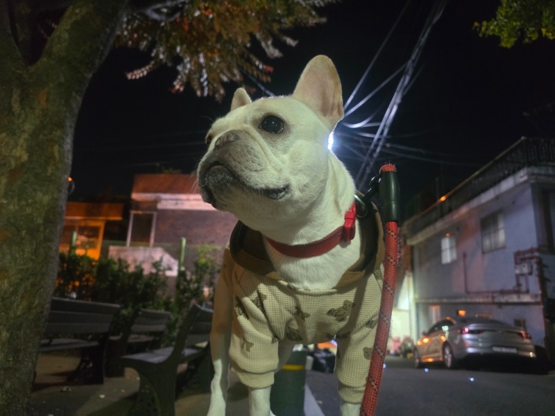 찐빵이