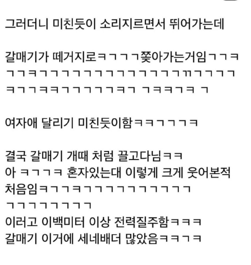 갈매기한테 함부러 과자주면 안되는 이유