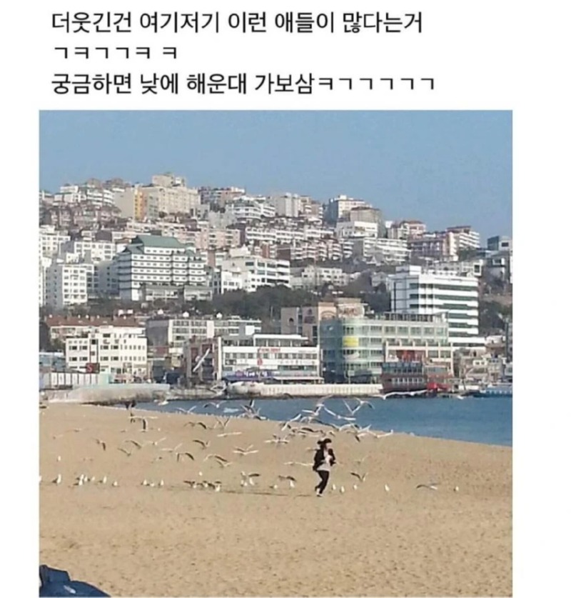 갈매기한테 함부러 과자주면 안되는 이유