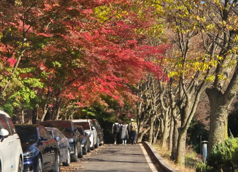 국립현대미술관 공원 애견동반 산책 