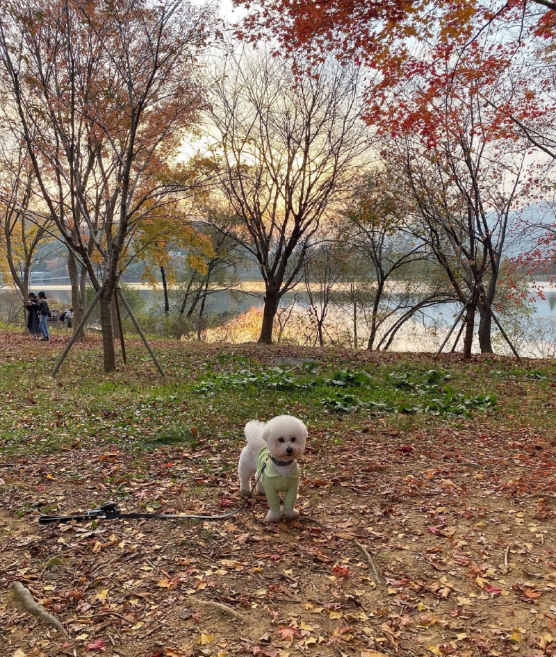 국립현대미술관 공원 애견동반 산책 