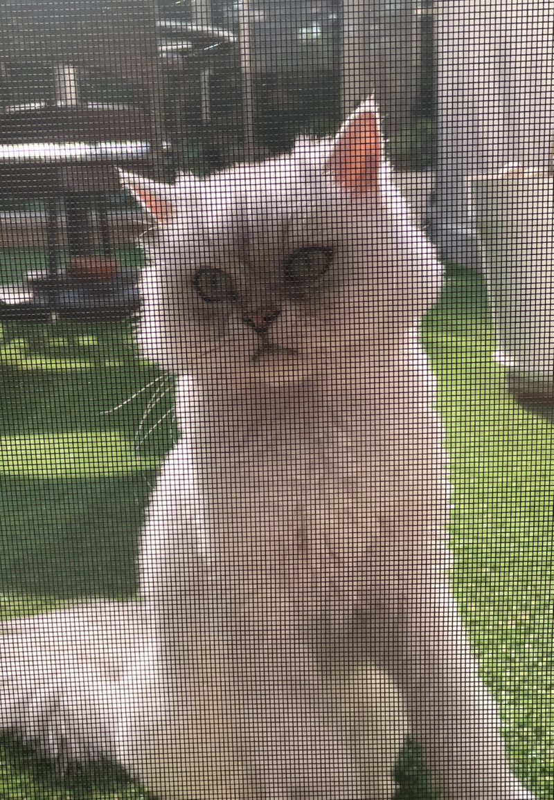 루루