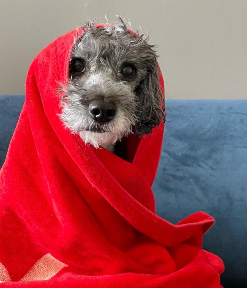 설이