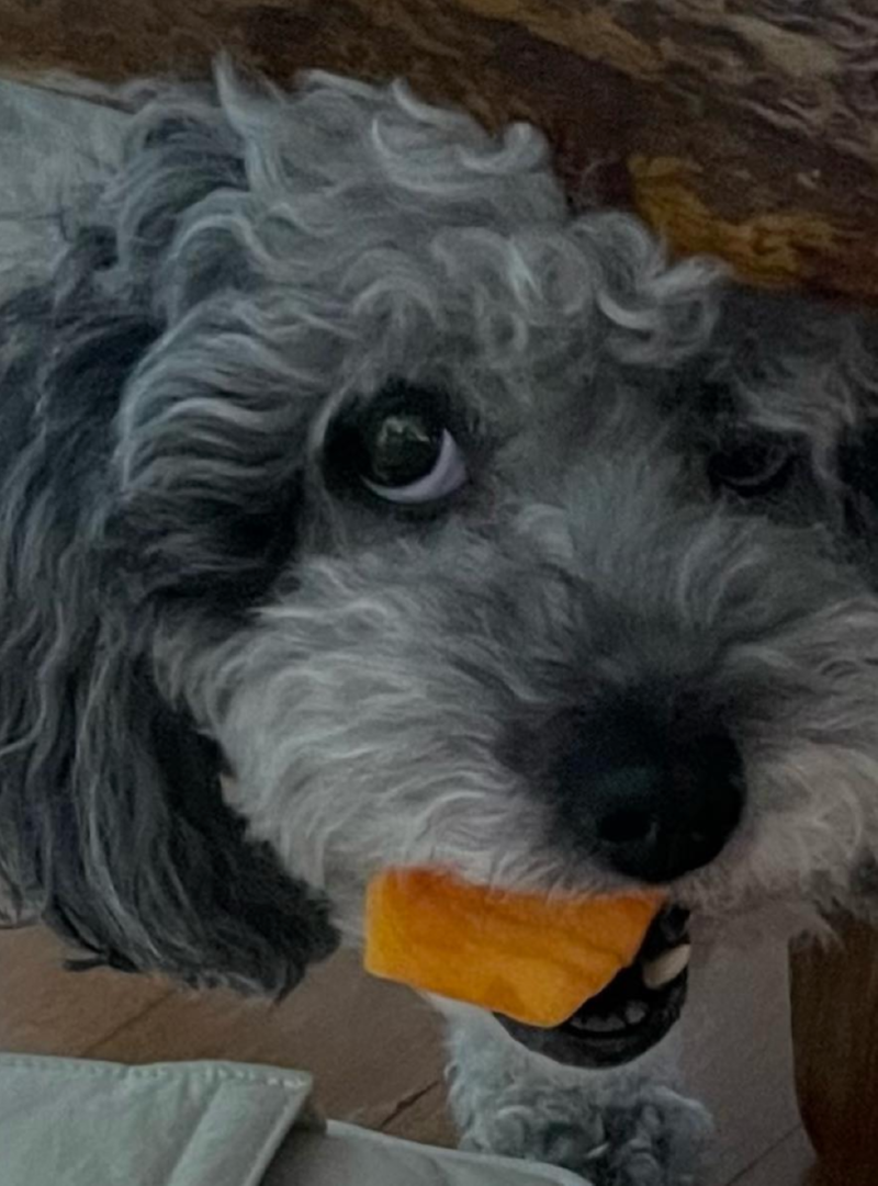 설이