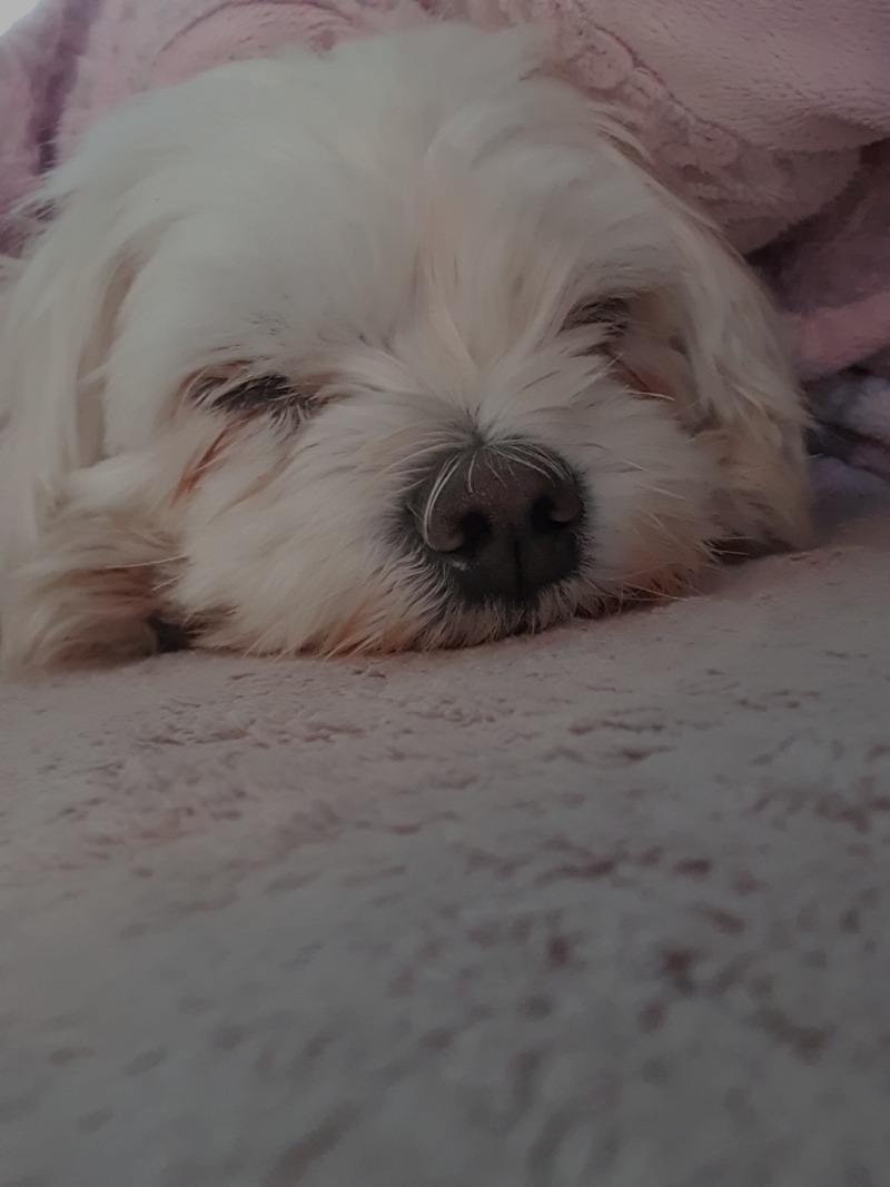 토리