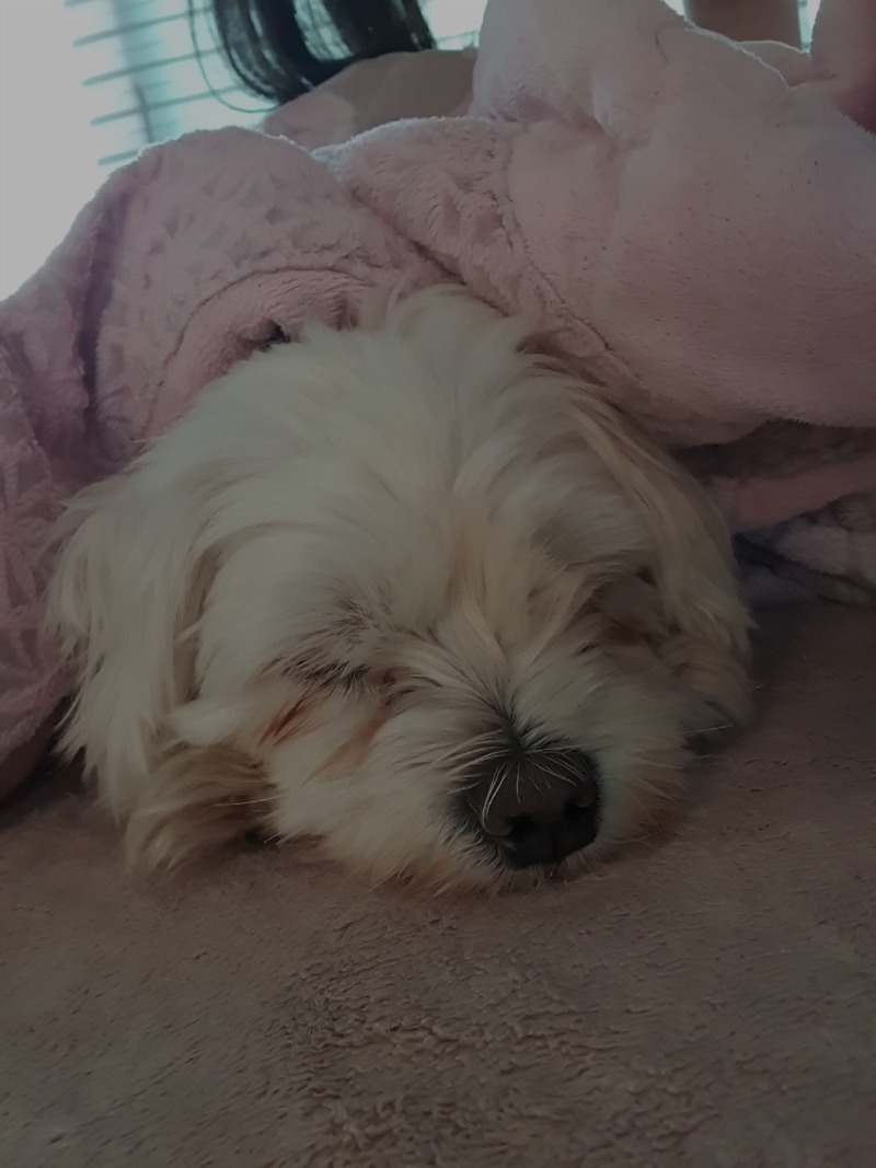 토리