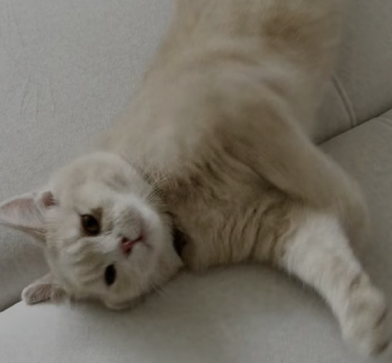 달이