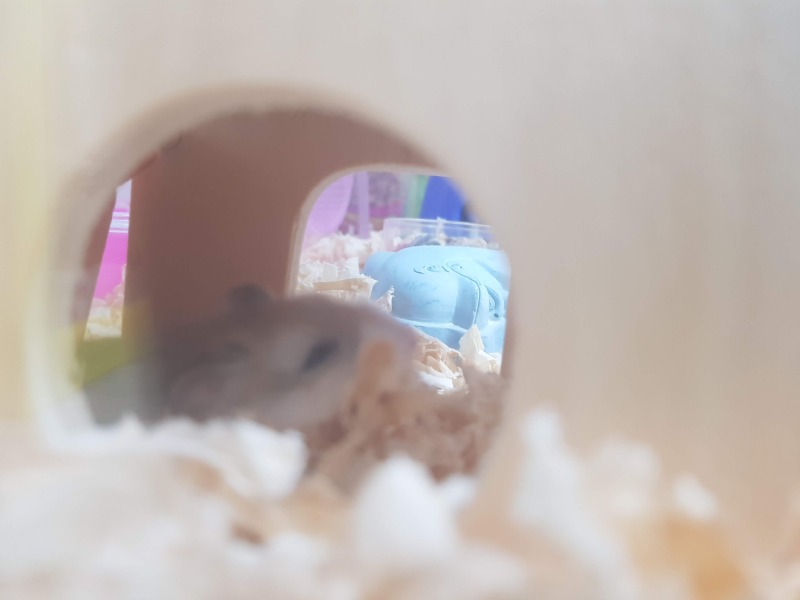 우리햄찌🐹