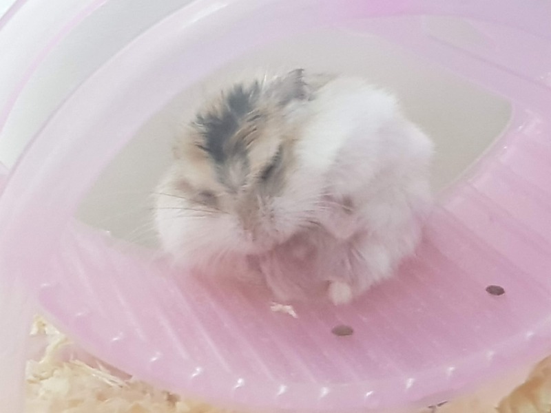 우리햄찌🐹