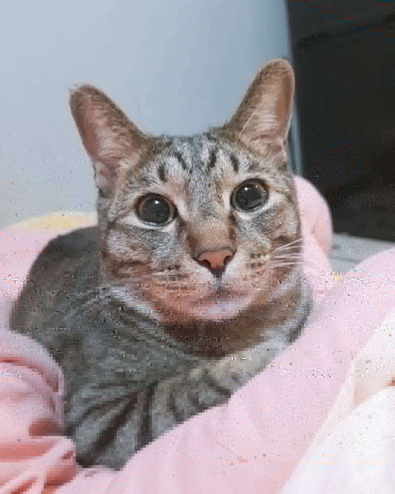 우리냥이🐱