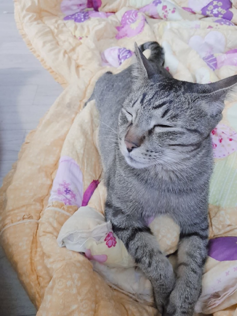 우리냥이🐱