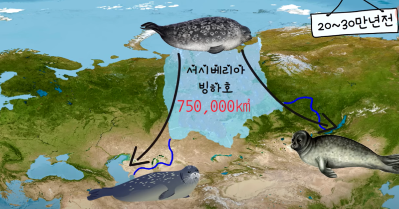 호수에 사는 바다표범??? 바이칼물범