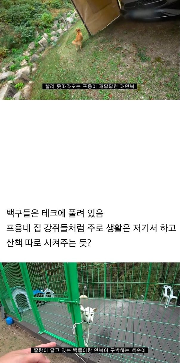 갑자기 유튜버 집에 들어온 떠돌이개가 알고보니 부잣집 도련님