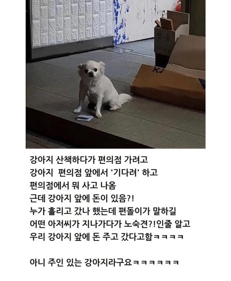 강아지 산책하다가 편의점 갔는데
