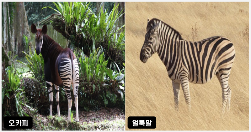 아프리카 전설의 동물 오카피