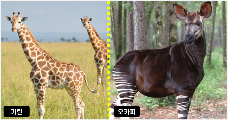 아프리카 전설의 동물 오카피
