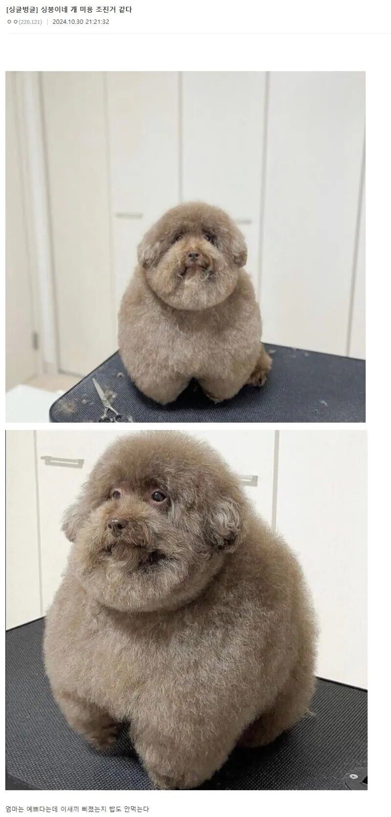 강아지 미용 대참사 ... 