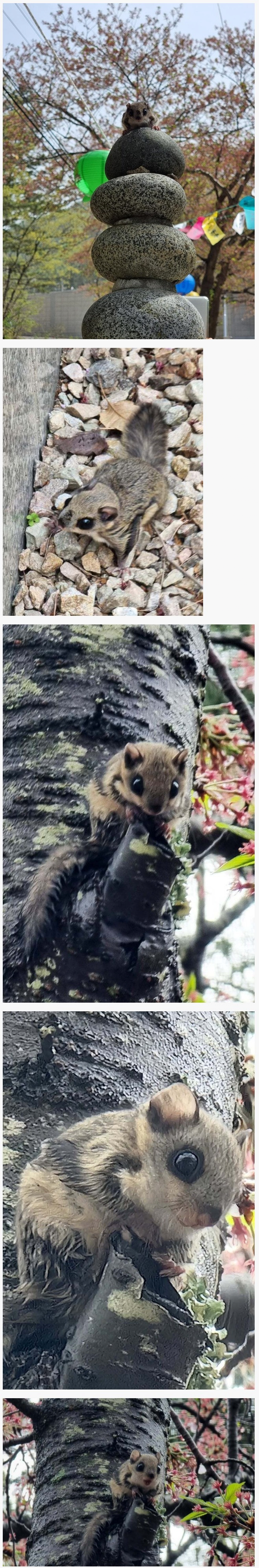 영덕 사찰에서 천연기념물 발견 