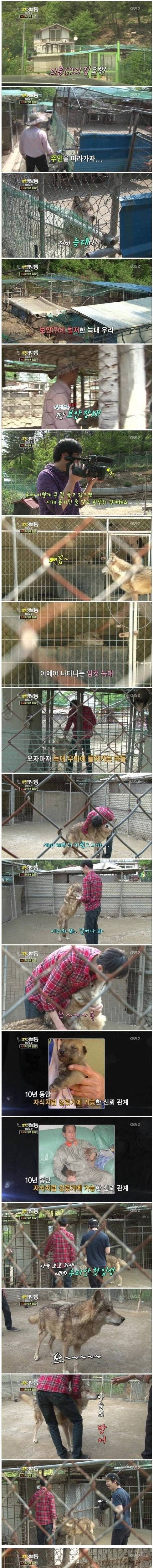 사기당해서 늑대 키우는 아저씨 