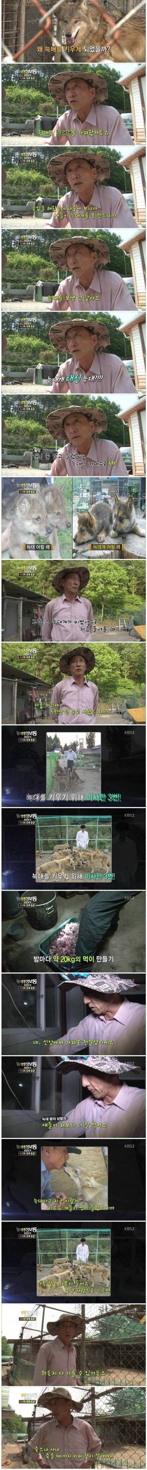 사기당해서 늑대 키우는 아저씨 