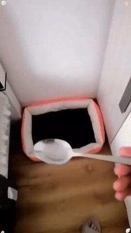 검은 담요에 음식을 줘봤다.... 