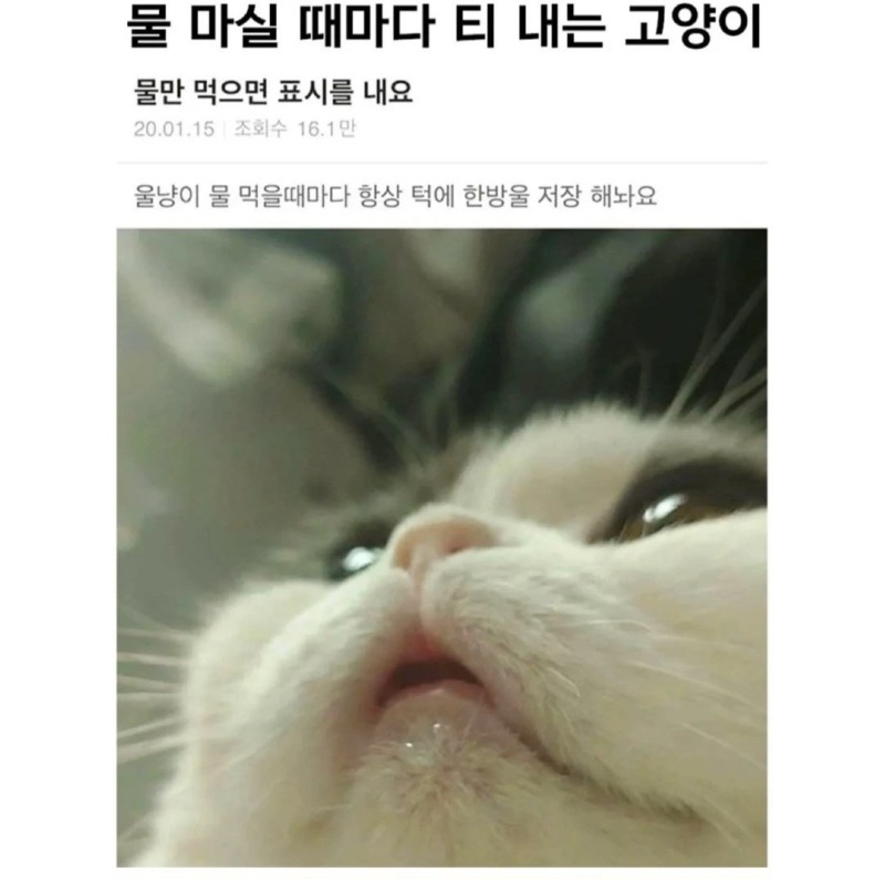 물 마실때 마다 티 내는 고양이