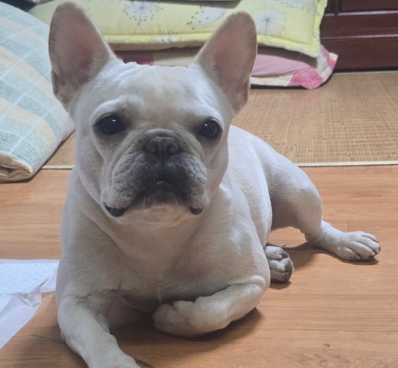 찐빵