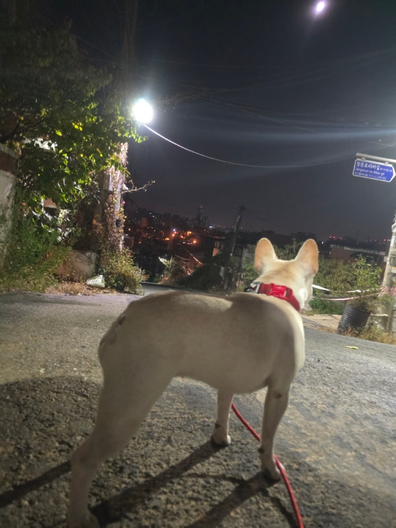 찐빵