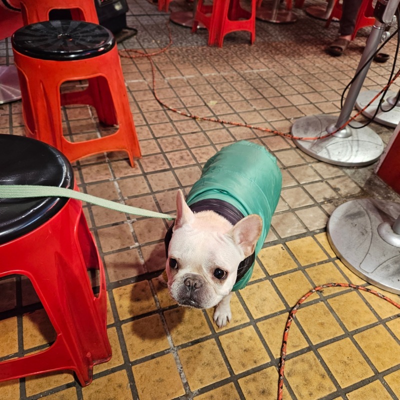 현선이네 떡볶이 애견동반