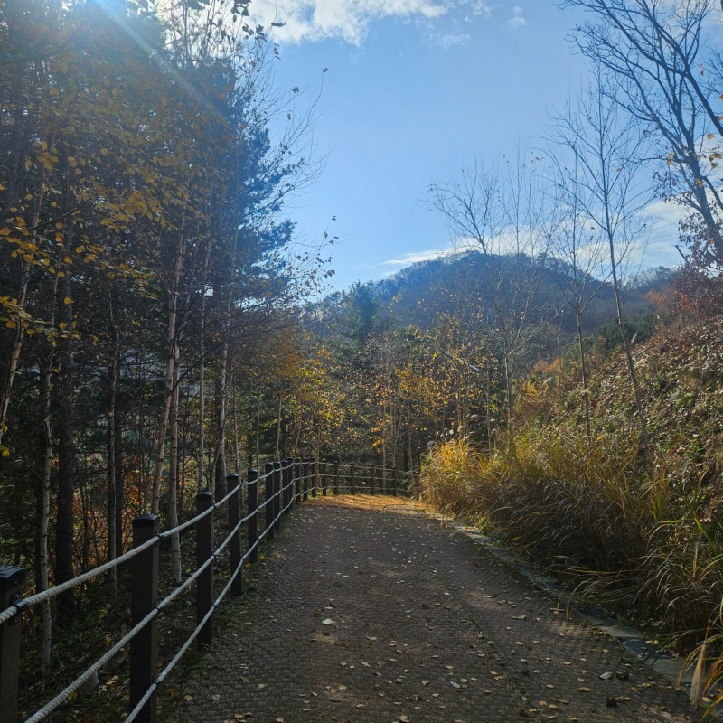 춘천 강아지숲 애견카페 