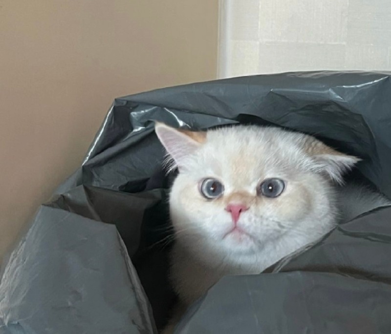달이
