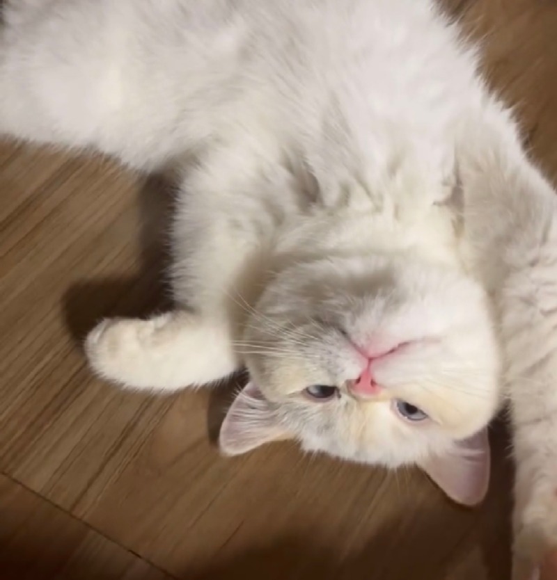달이