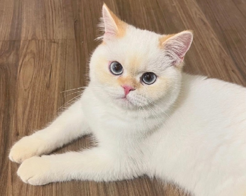달이