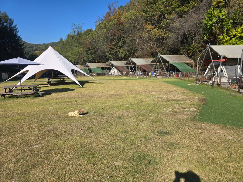 캠핑중dog, 애견캠핑장 최고봉