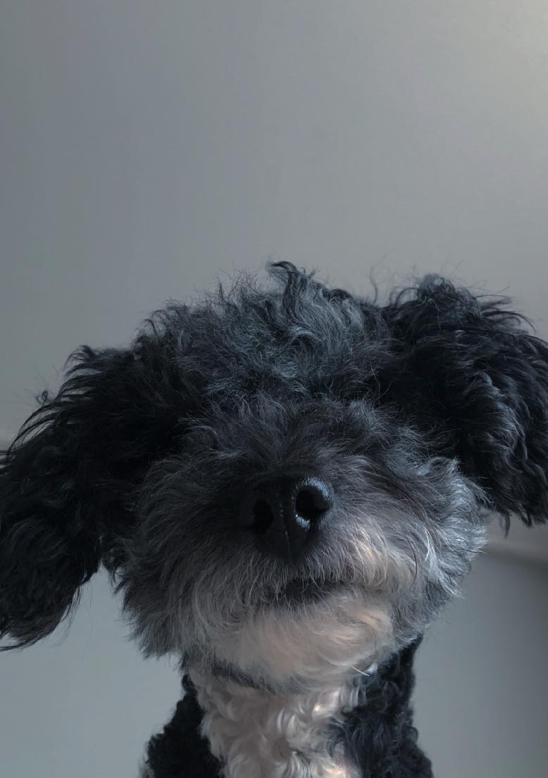 설이