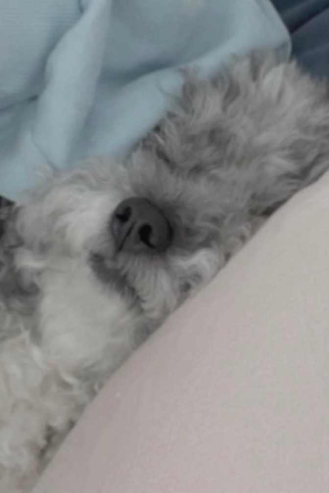 설이
