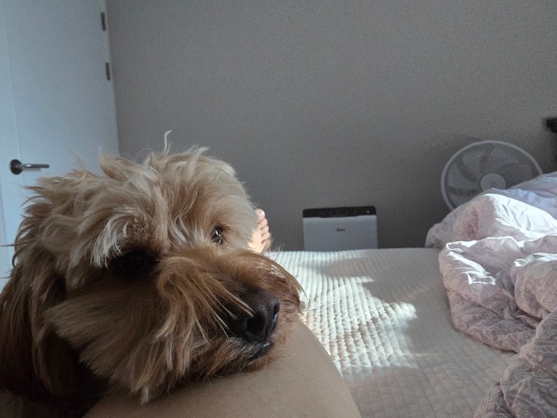 우리집 밤톨이... 잠온다멍..