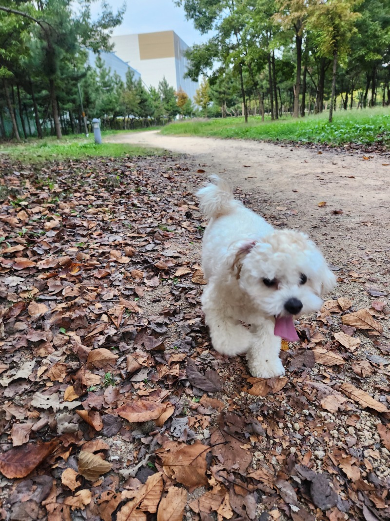 산책 시간이 즐거워요~