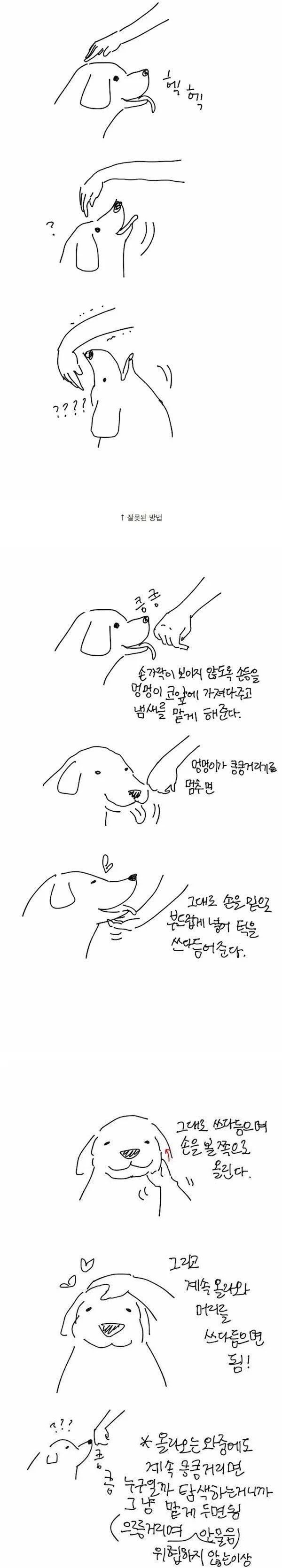 처음보는 강아지 쓰다듬는 방법