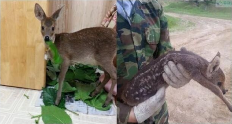 한국에선 유해동물이지만 세계적으로는 멸종위기? 고라니