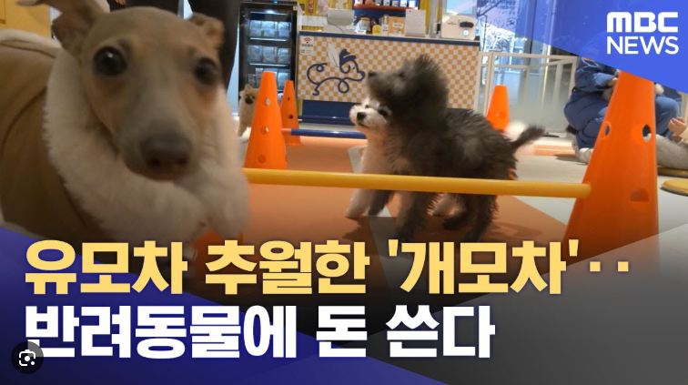1500만 반려인구, 사실일까? - 반려 가구 팩트체크와 통계의 오류
