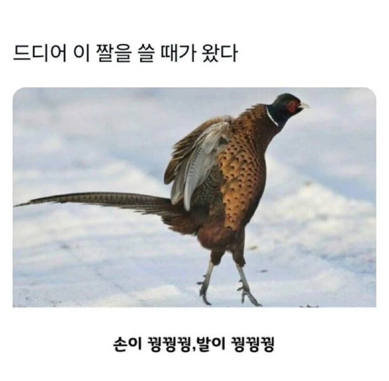 드디어 이 짤을 쓸 때가 왔다