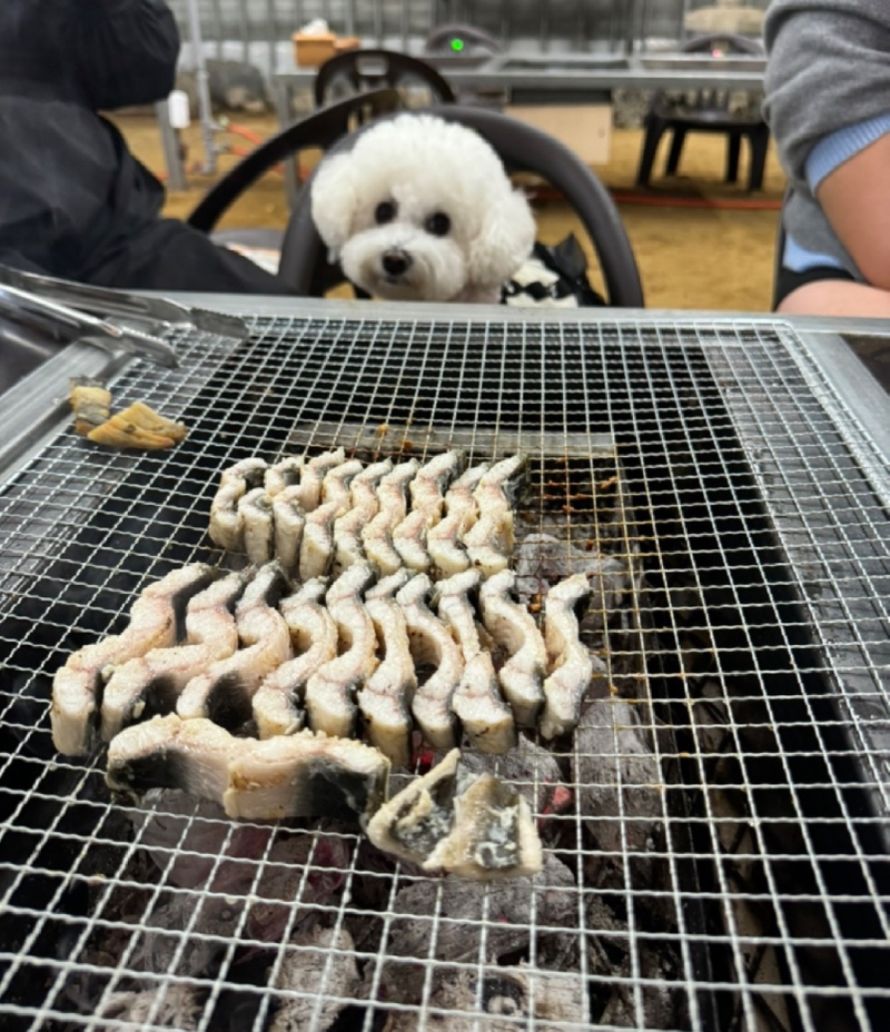 장어앤육해공바베큐장어 애견동반 
