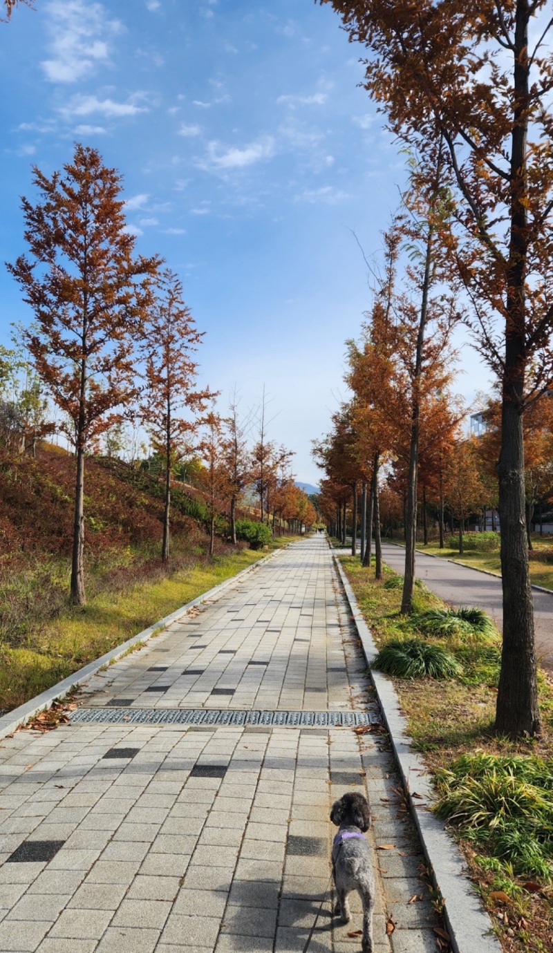 미사공원 애견동반 산책
