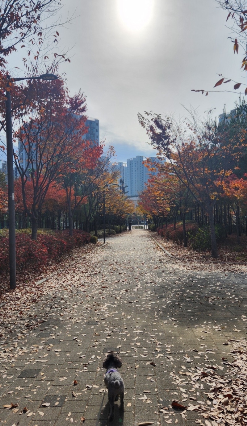 미사공원 애견동반 산책