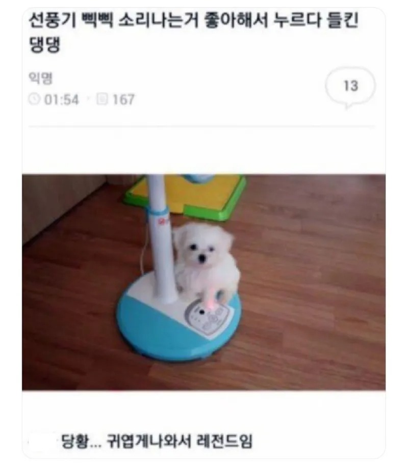 선풍기 삑삑 소리가 좋은 댕댕이