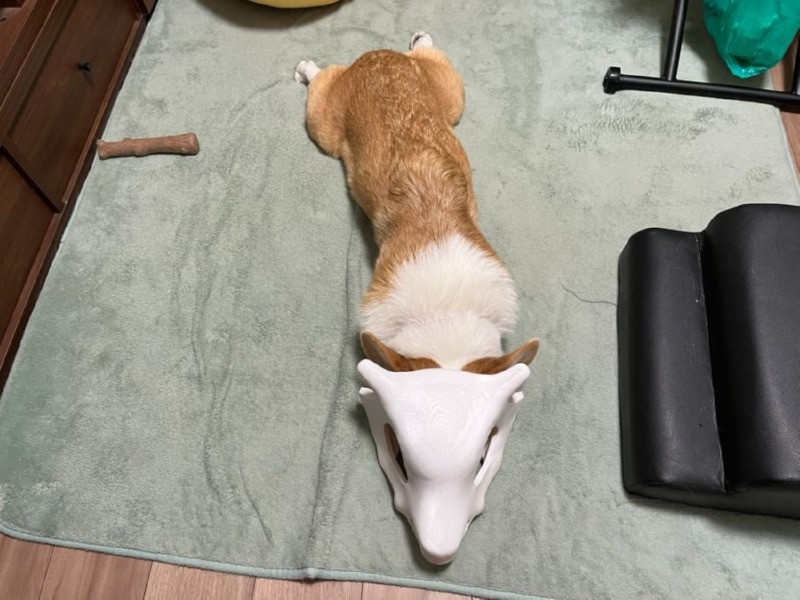 탕구리가 실재로 존재했다면? 