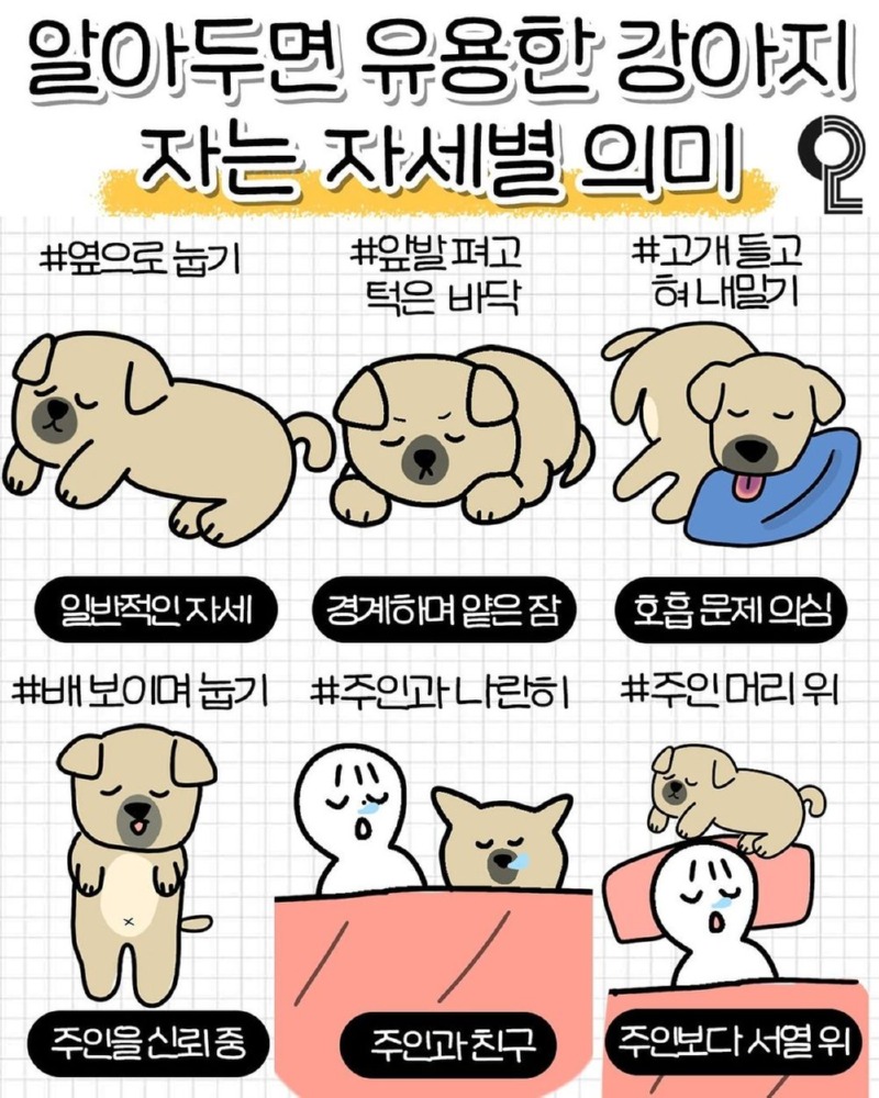 강아지 자는 자세별 의미.jpg