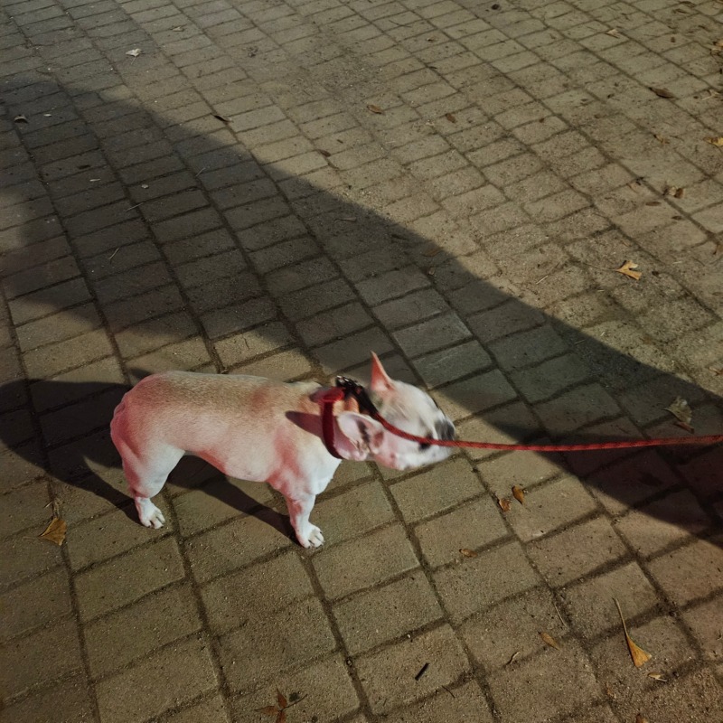 보라매공원 반려견 산책
